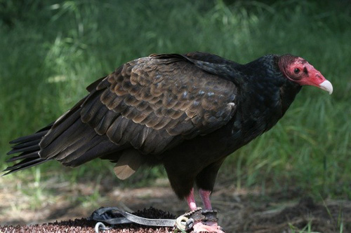 lindsay-wildlife-turkey-vulture-paul-hara