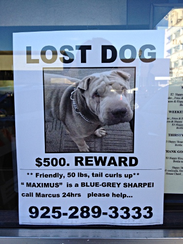 missing dog signs