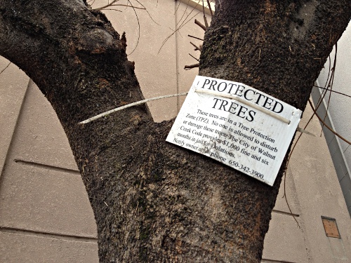 protected-trees-walnut-creek-neiman-marcus