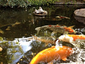 The Secret Koi Pond of Downtown Walnut Creek – Beyond the Creek