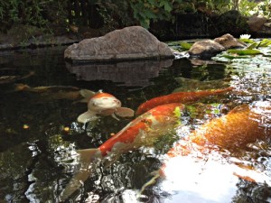 The Secret Koi Pond of Downtown Walnut Creek – Beyond the Creek