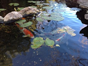 The Secret Koi Pond of Downtown Walnut Creek – Beyond the Creek
