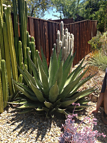 agave-gentyi-ruth-bancroft-garden-walnut-creek