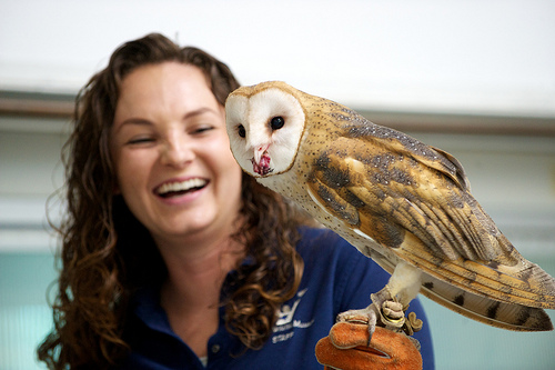 lindsay-wildlife-museum-owl