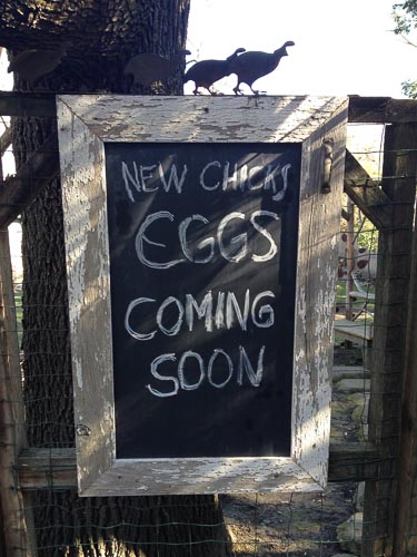 lamorinda-trail-eggs-coming-soon