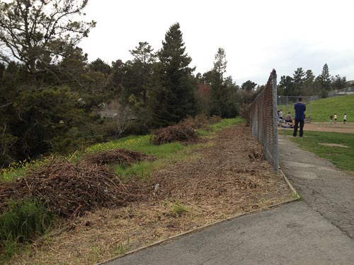 los-perales-blackberry-bushes-gone