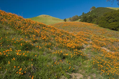 Mt. Diablo Mangini and Poppies (Scott Hein)