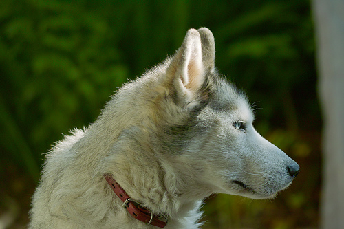 siberian-husky-flickr-halfrain