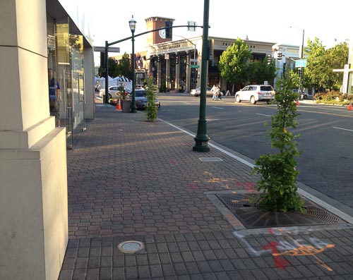 walnut-creek-new-trees