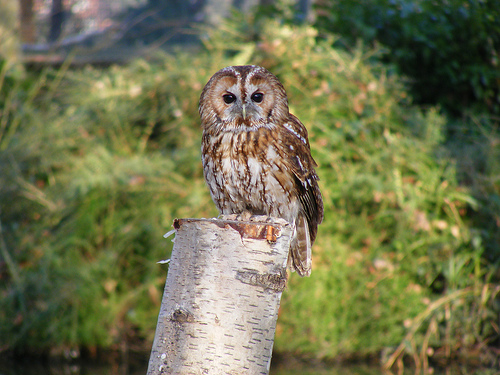 owl-flickr-marie-hale