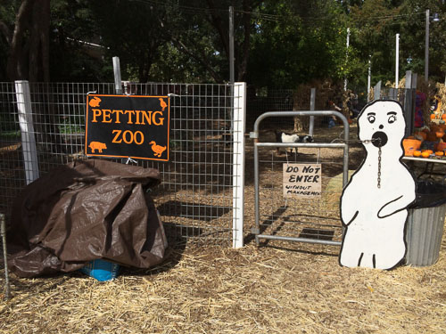 shadelands-ranch-pumpkin-patch-walnut-creek-petting-zoo