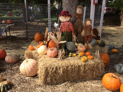 shadelands-ranch-pumpkin-patch-walnut-creek-scarecrow