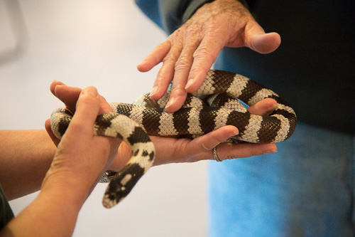 snake-lindsay-wildlife-museum