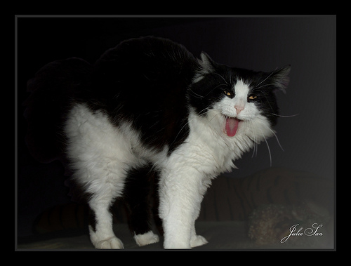 laughing-cat-flickr-SmugSan