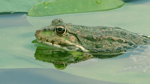 frog-flickr-paukrus