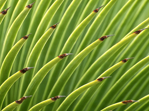 flickr-ingridtaylar-uc-berkeley-garden-closeup