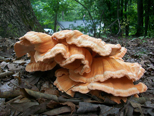 flickr-vastateparksstaff-fungi