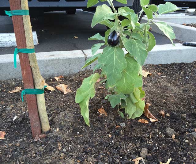 eggplant-downtown-walnut-creek-garden-1