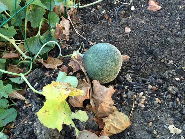 melon-downtown-walnut-creek-garden-1