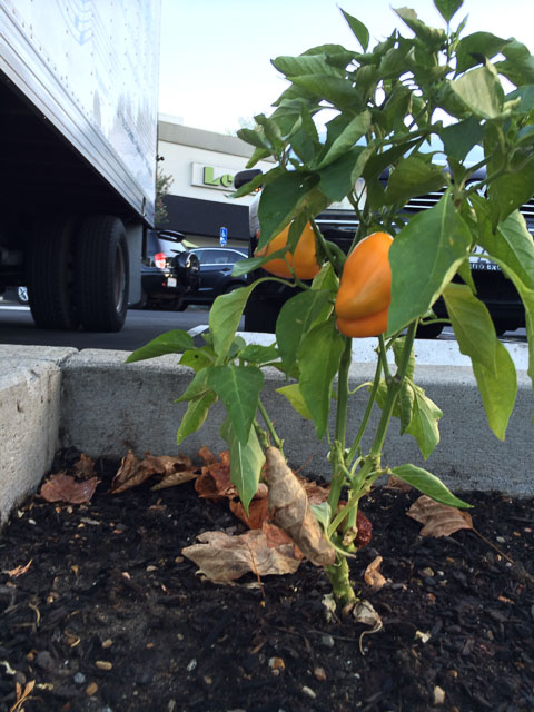 orange-peppers-downtown-walnut-creek-garden-1