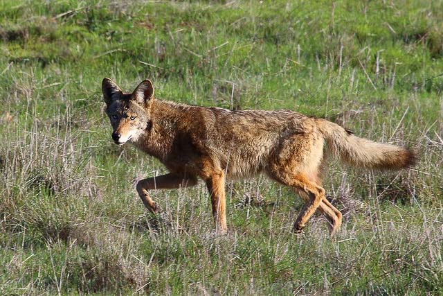 flickr-don-mccullough-coyote