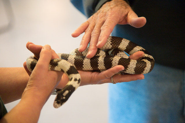 lindsay-wildlife-walnut-creek-snake