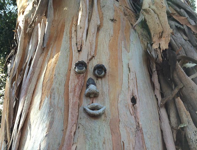 tree-face-walnut-creek