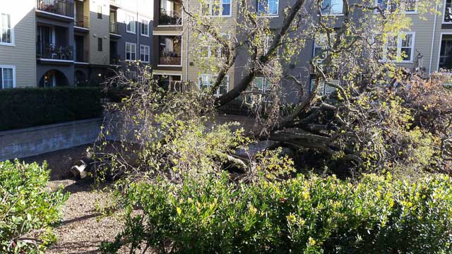 alma-park-downed-trees-closeup