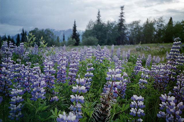 flickr-dennis-alaskan-flowers