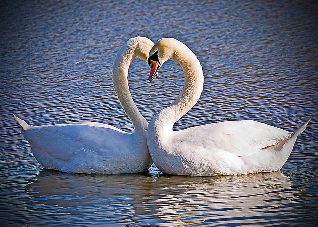 flickr-bails70-swans