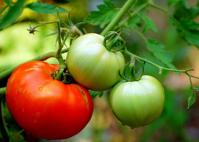 flickr-manjithkaini-tomato
