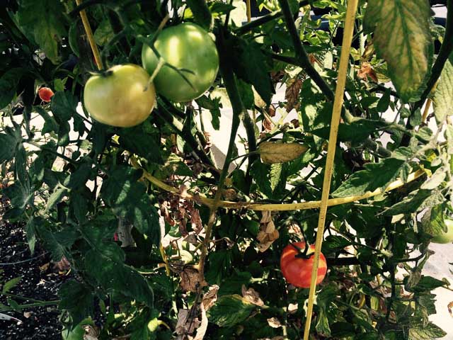 downtown-walnut-creek-garden-tomatoes-close-up