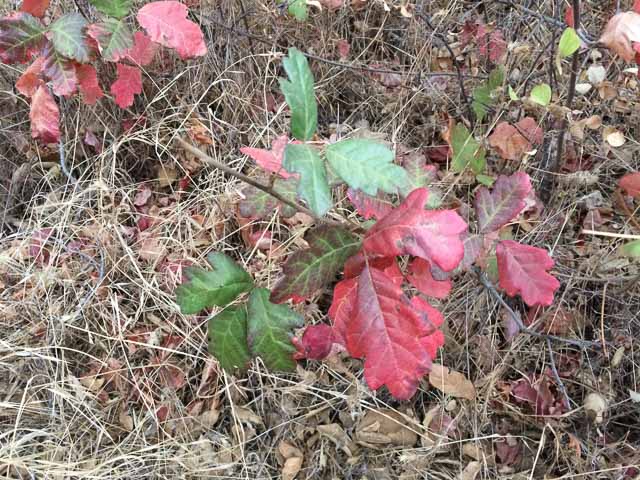 poison-oak-closeup-mt-diablo-state-park