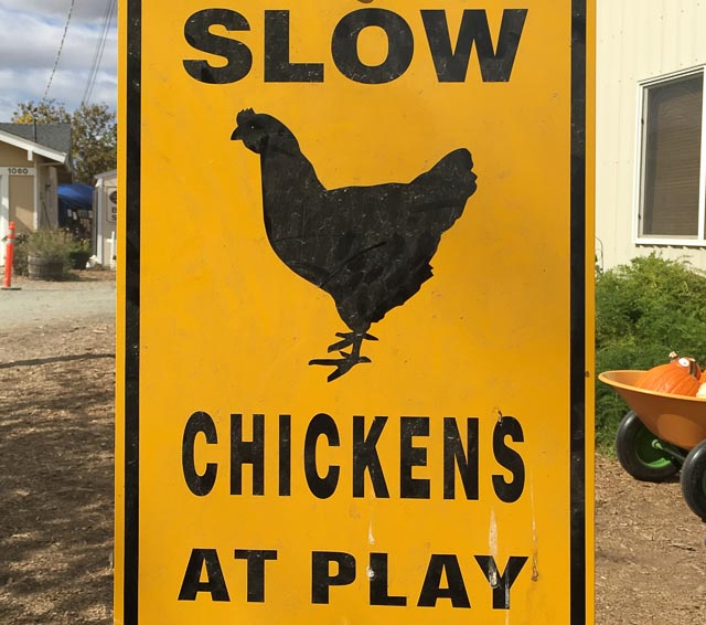 slow-chickens-at-play-sign