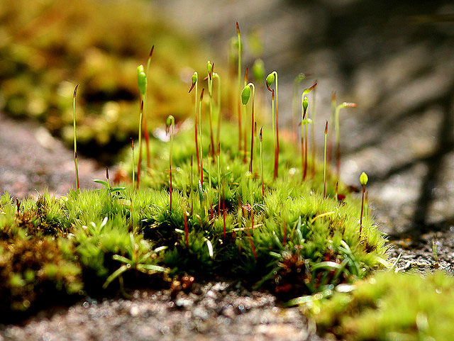 flickr-ndrwfgg-moss