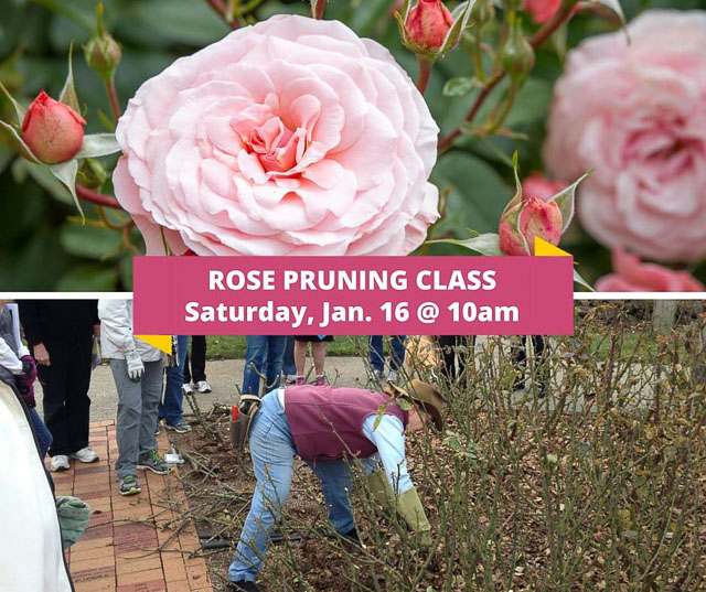 rose-pruning-gardens-heather-farm-2016