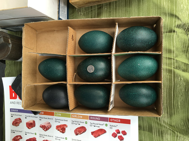 emu-eggs-walnut-creek-farmers-market