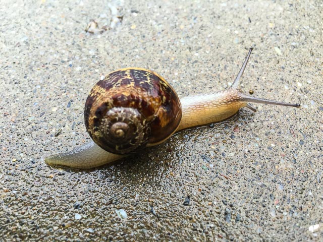 lafayette-snail