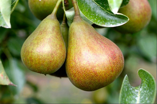 flickr-farmstr-pear