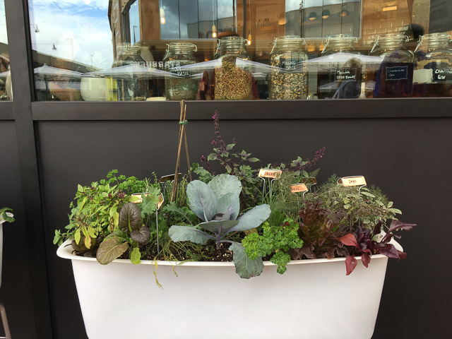 true-food-kitchen-broadway-plaza-outside-herbs