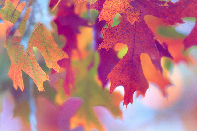 flickr-jdevaunphotography-leaves